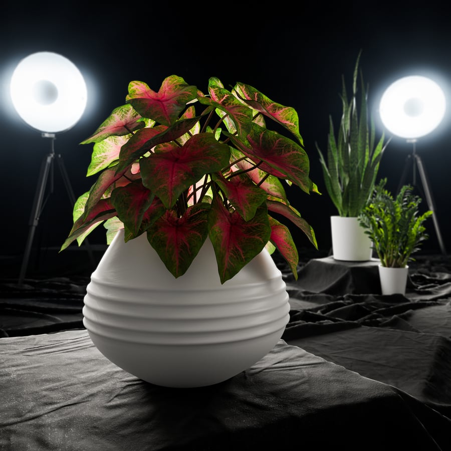 Caladium Potted Plant Model, Red