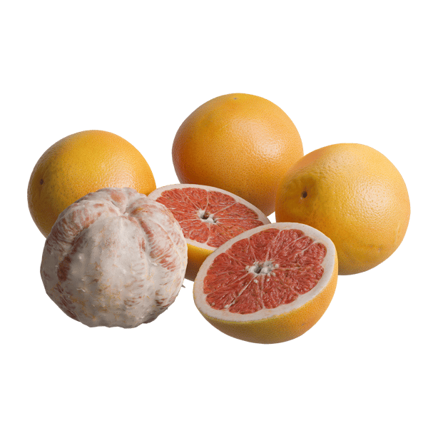 Grapefruit Models
