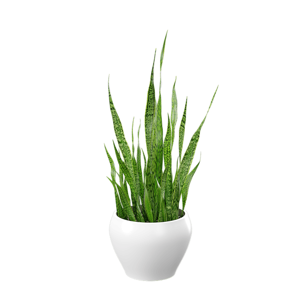 Planta serpiente Modelo maceta