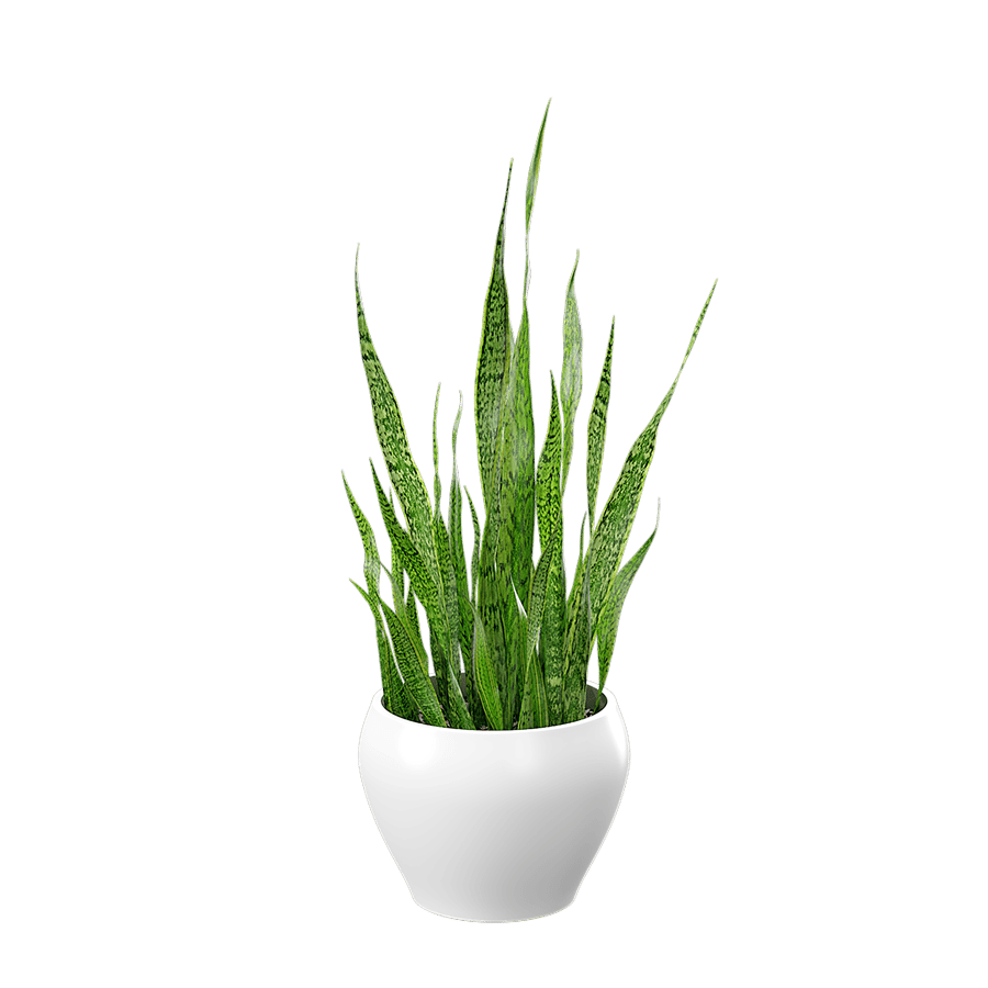 Snake Plant Potted Plant Model