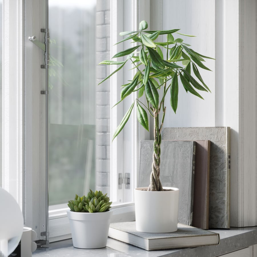 Money Tree Plant Model