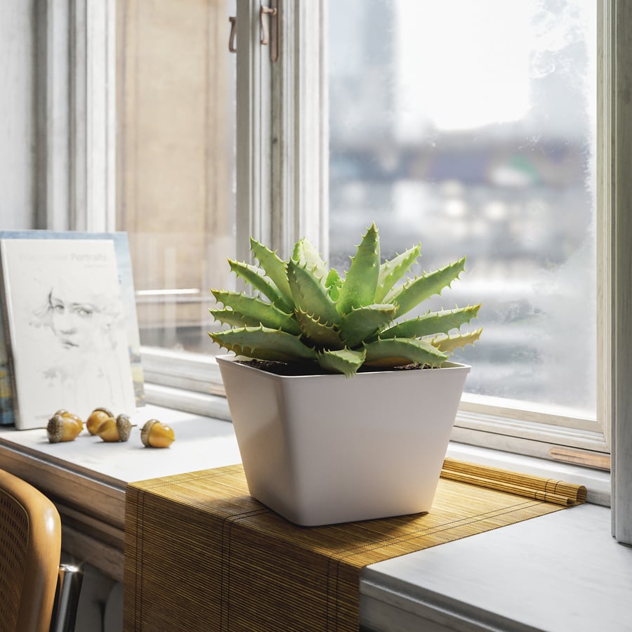 Planta Suculenta de Aloe com Folhas Curtas em Vaso Modelo