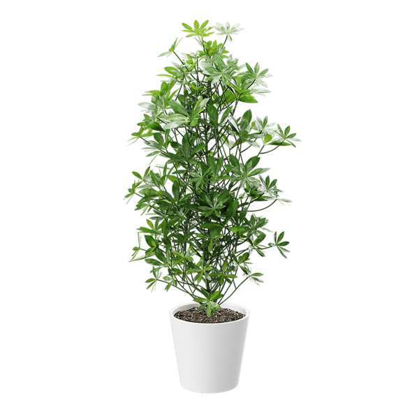 Модель горщикової рослини Nora Dwarf Umbrella Umbrella Tree