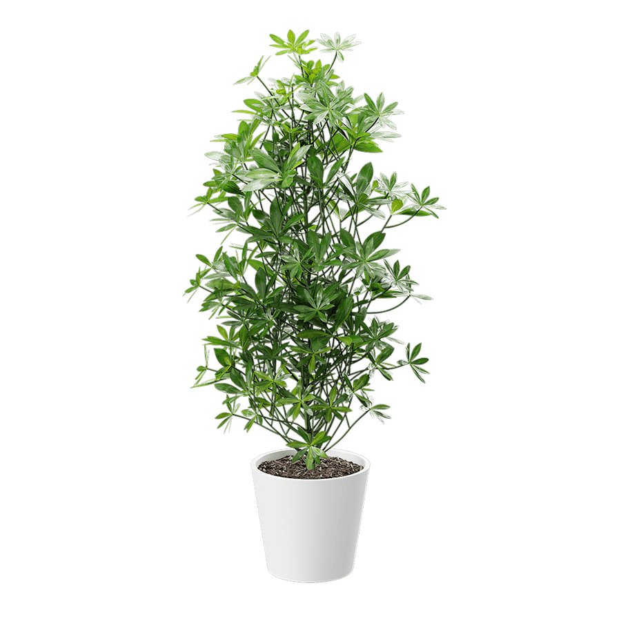 Nora Dwarf Umbrella Tree Potted Plant Model