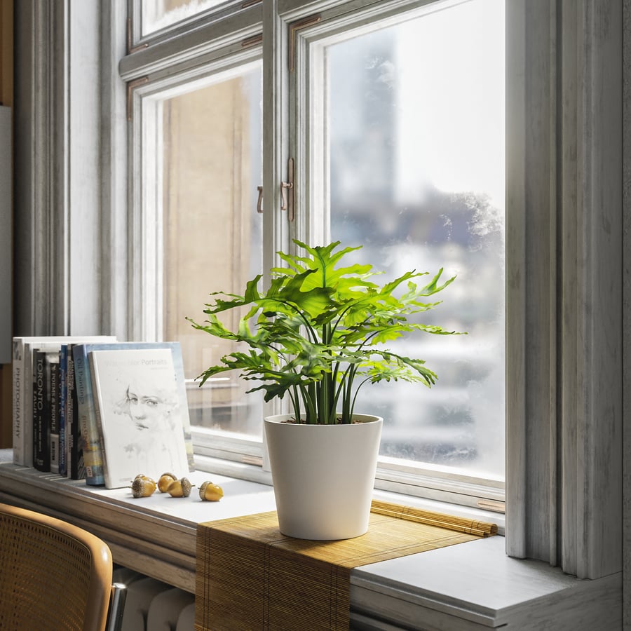 Planta Filodendro Planta em vaso Modelo