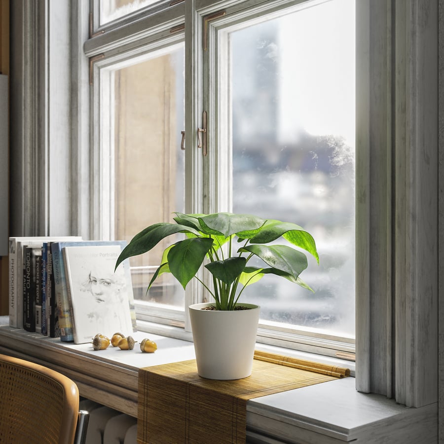 Planta jovem Monstera em vaso Modelo