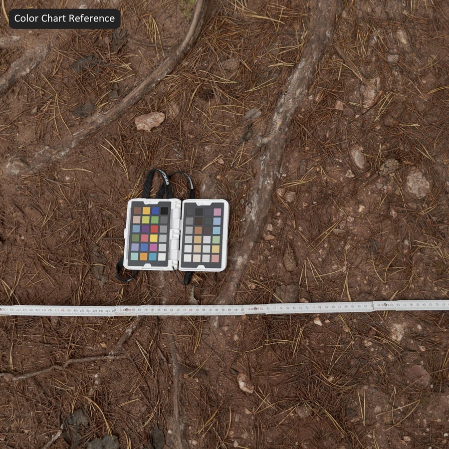 森林地面の木の根 テクスチャ, レッド