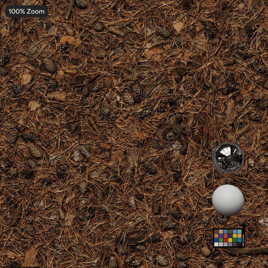 Conifer Leaves on Ground Texture