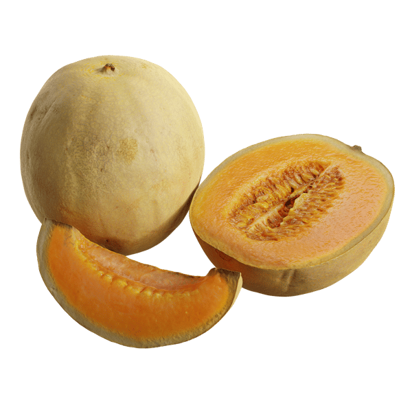 Melon Cantaloup Modèles