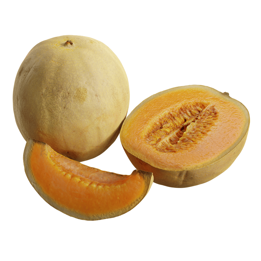 Cantaloupe Melon Models