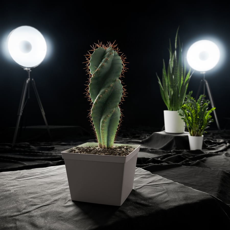 Modelo de planta em vaso Cacto Espiral