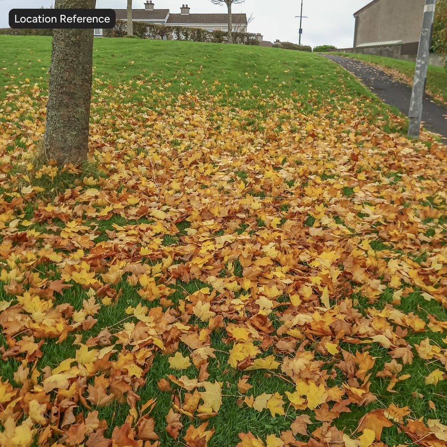 Autumn Maple Leaves on Grass Texture