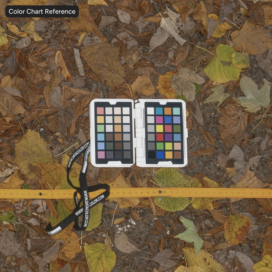 Folhas de outono em textura de terra