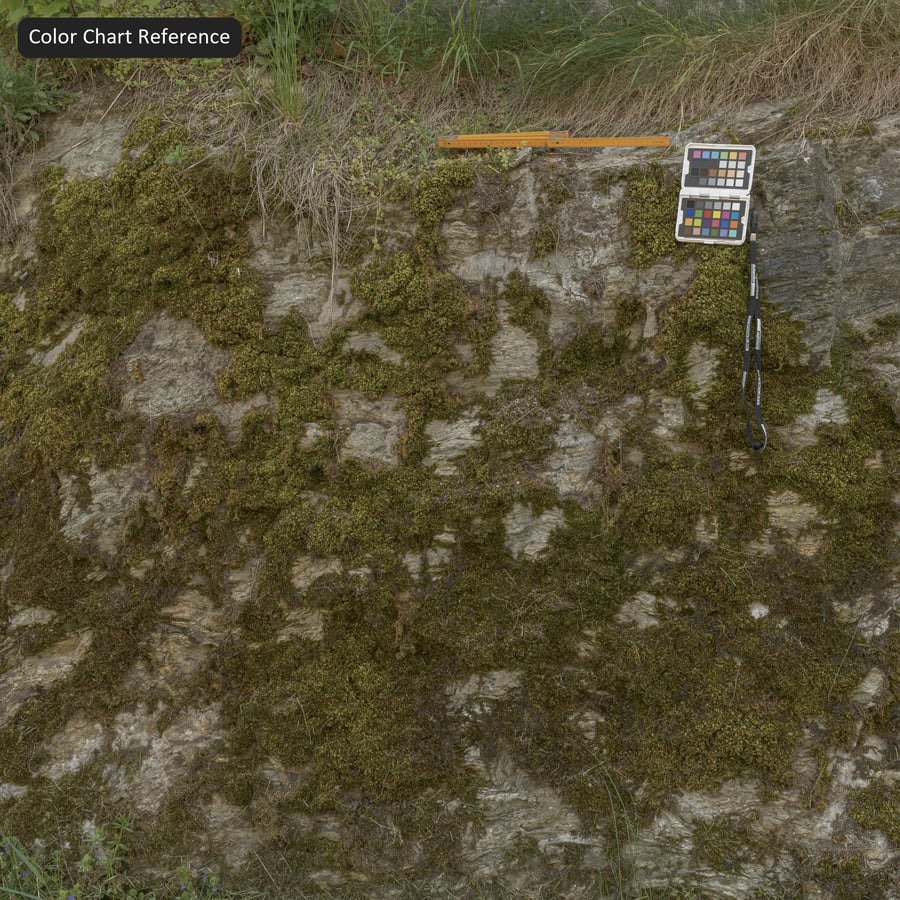 Texture rocheuse de la falaise moussue