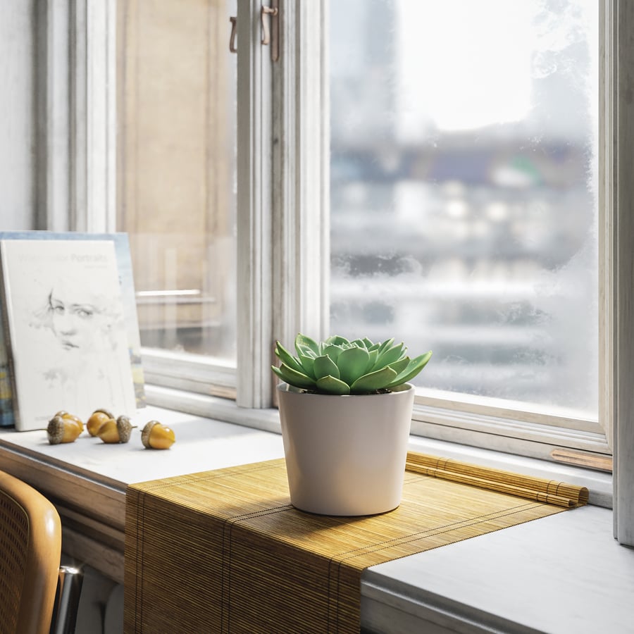 Planta Suculenta Echeveria em Vaso, Verde