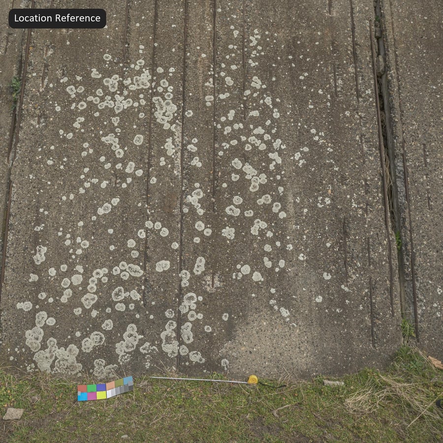 Poliigon Concrete Wall Lichen 10916