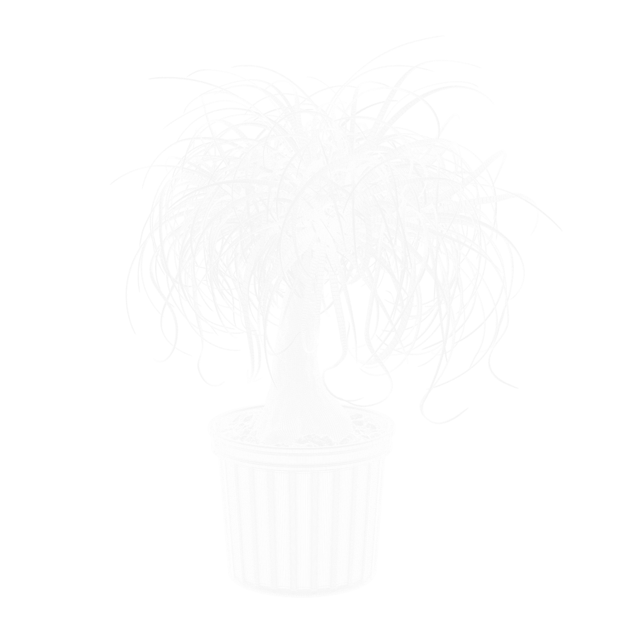 Ponytail Palm Plant Model