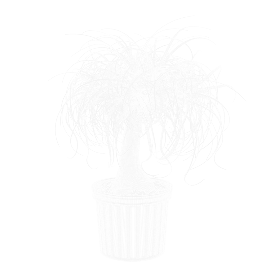 Planta de palmeira rabo de cavalo modelo