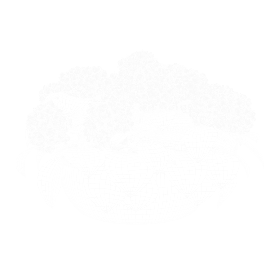 Modelo grande de planta de hortênsia Mophead, azul