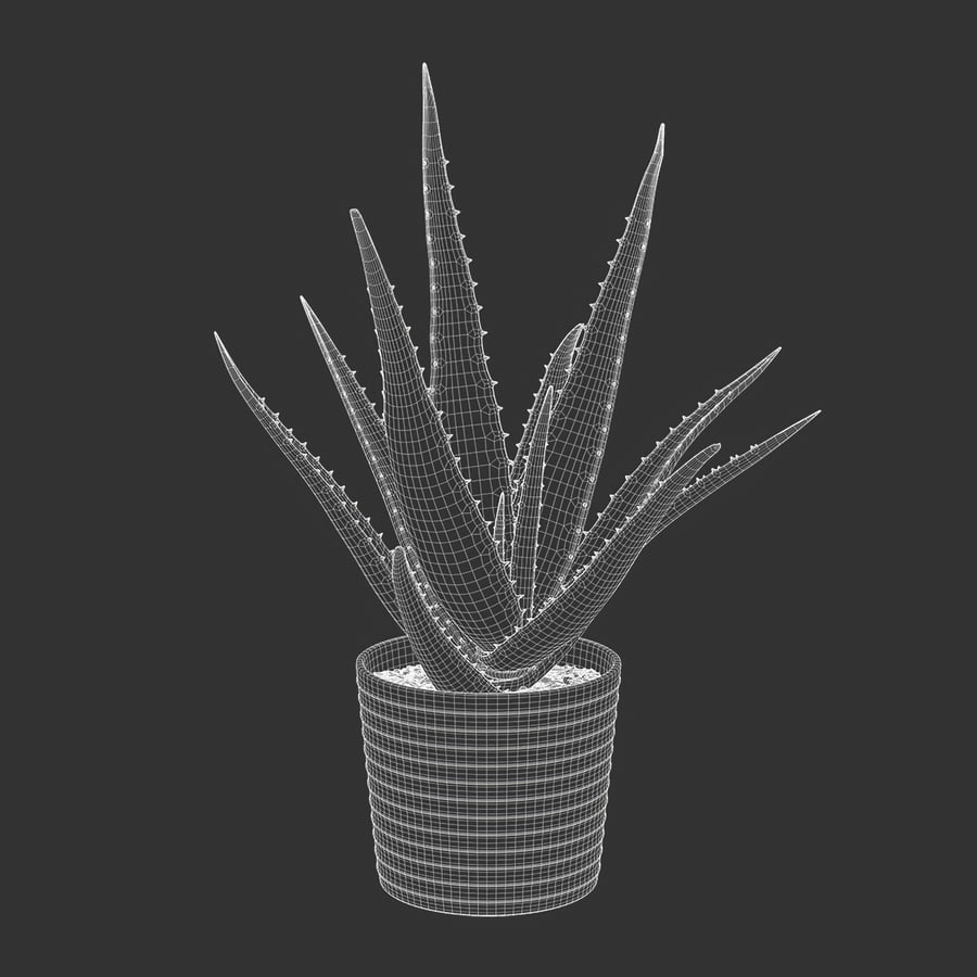 Aloe Vera Succulent Potted Plant Model