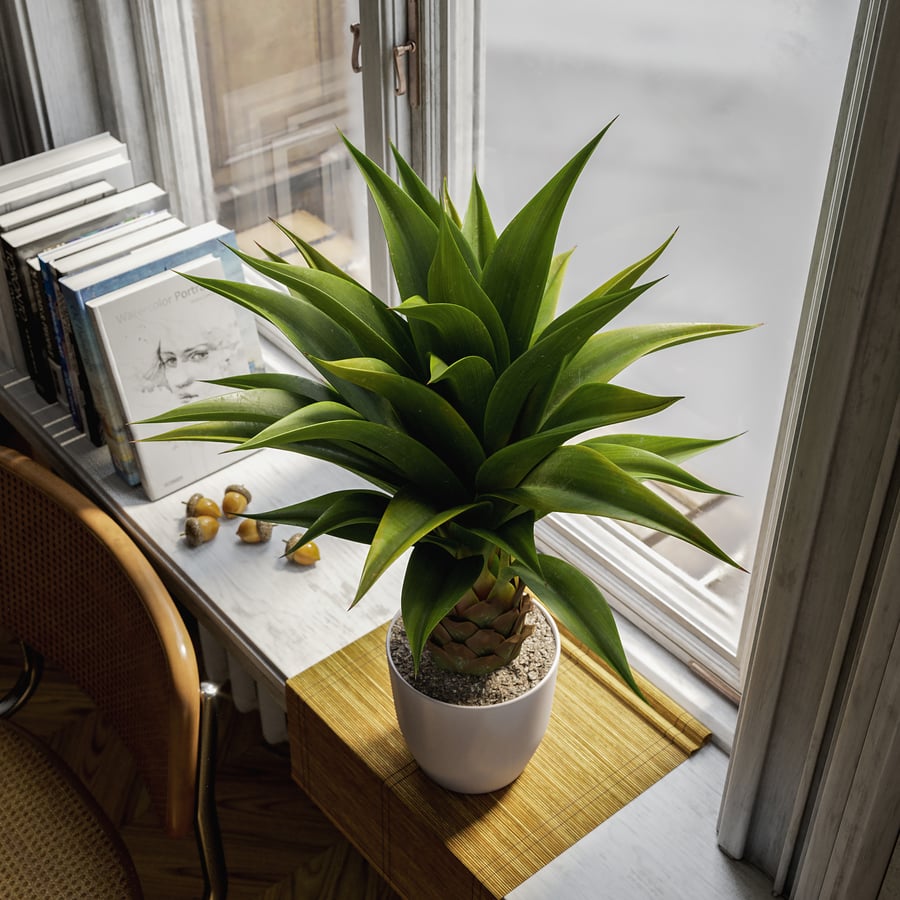 Planta Suculenta Agave Modelo em Vaso