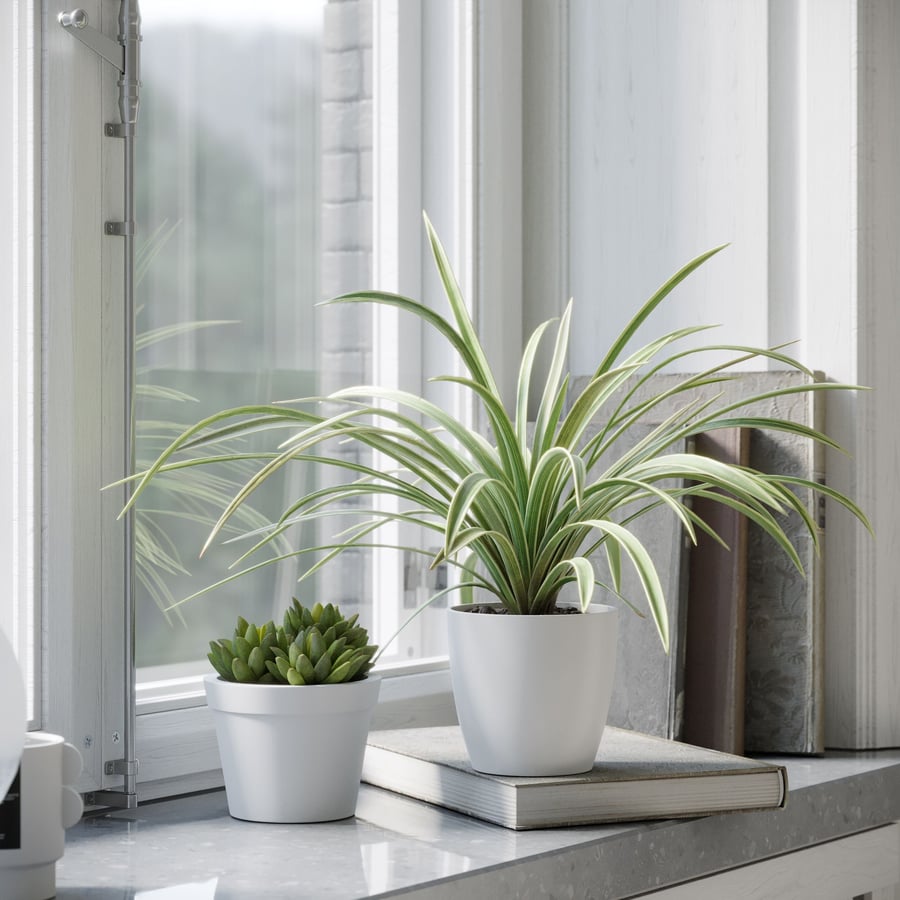 Modelo de planta aranha