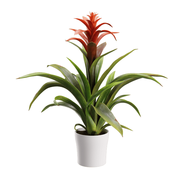 Modello di pianta di Bromelia