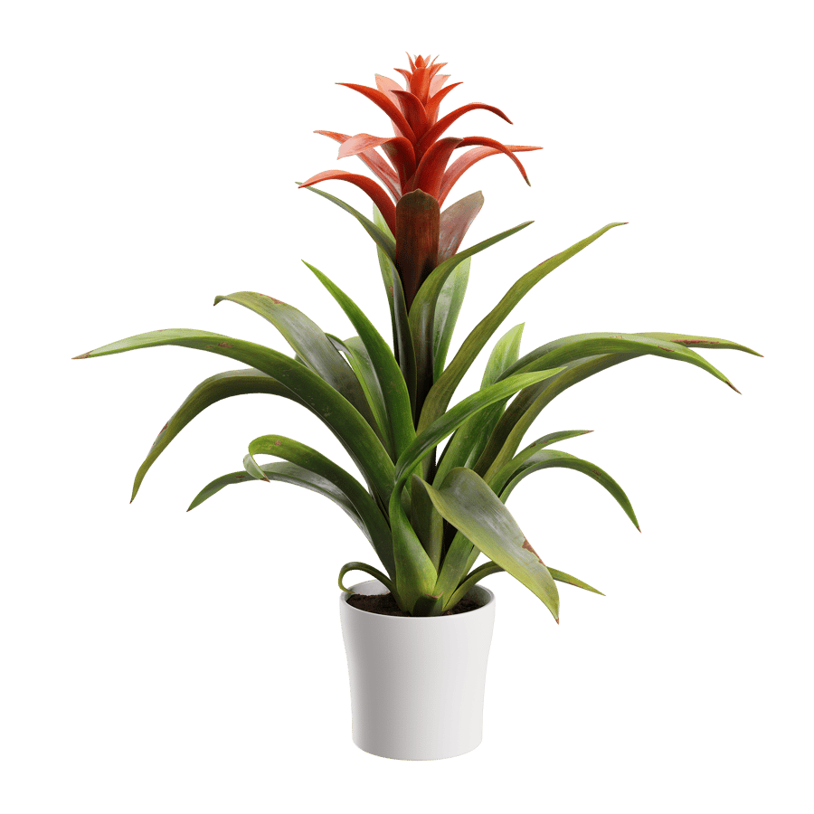 Bromelia Plant Model
