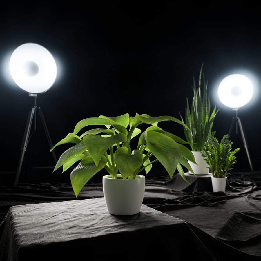 Planta de lírio-banana em vaso Modelo