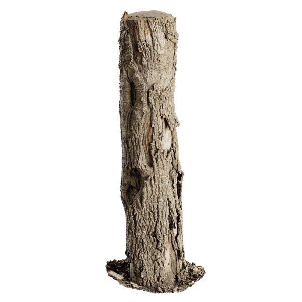 Tall Cut Damaged Deciduous Stump Model