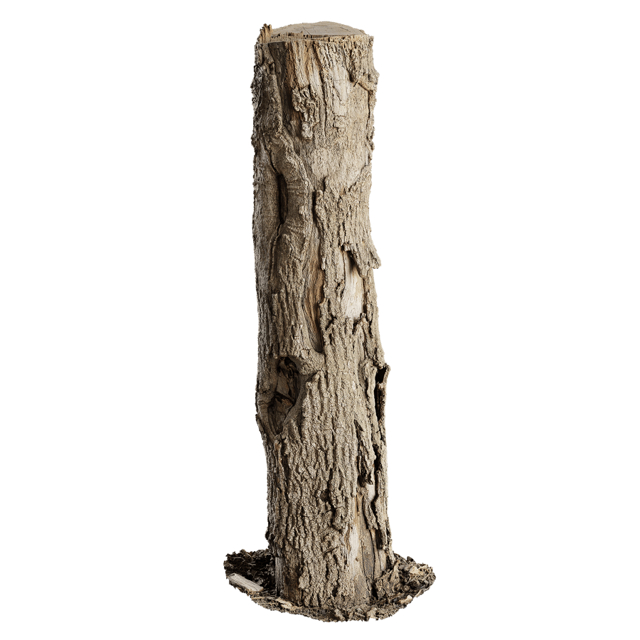 Tall Cut Damaged Deciduous Stump Model