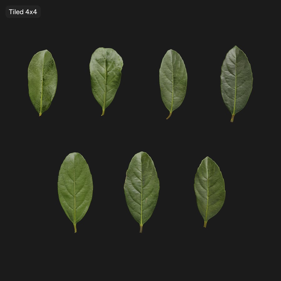 Viburnum Leaves Atlas
