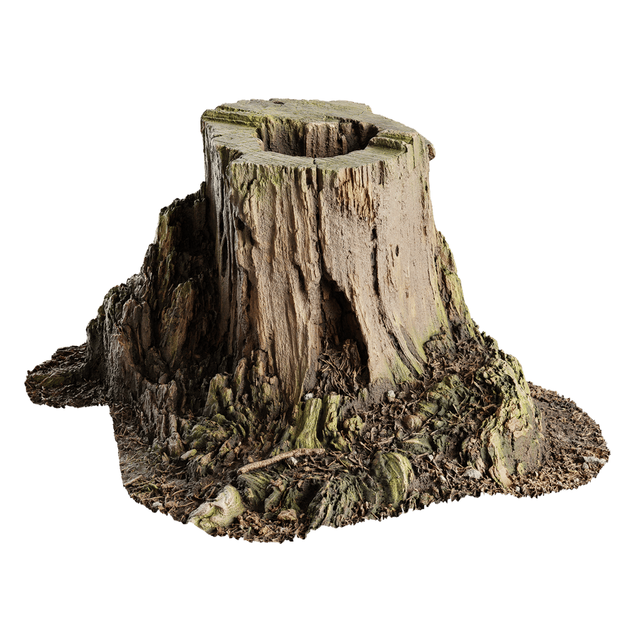 Short Cut Decaying Hollow Stump Model