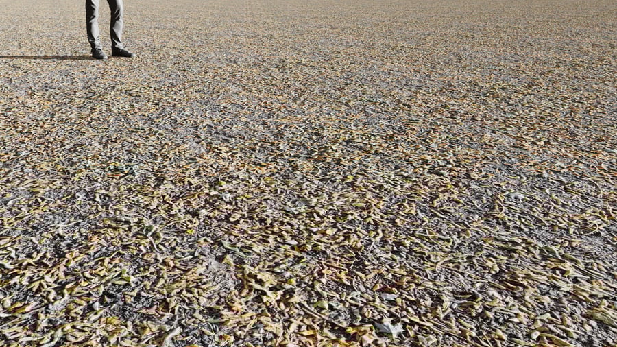 Textura de folhas secas e palha