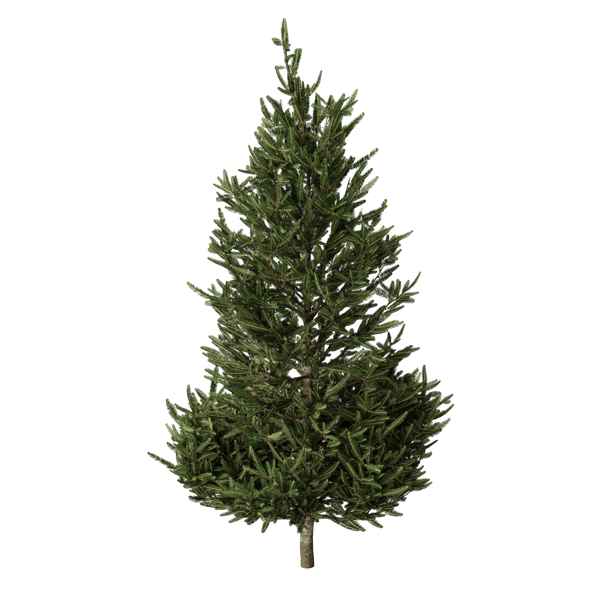 Large Fraser Fir Tree Model