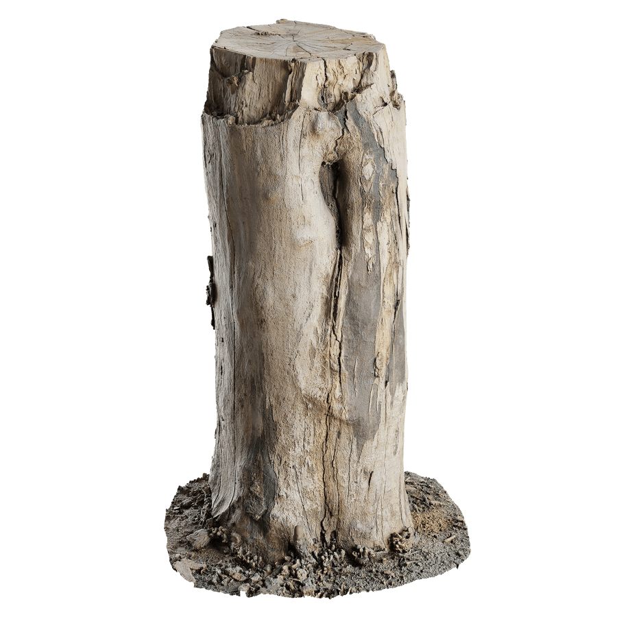 Medium Cut Bare Stump Model