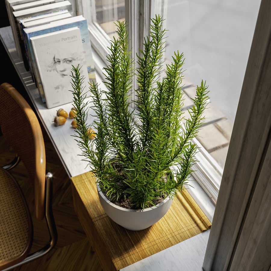 Planta de alecrim em vaso Modelo