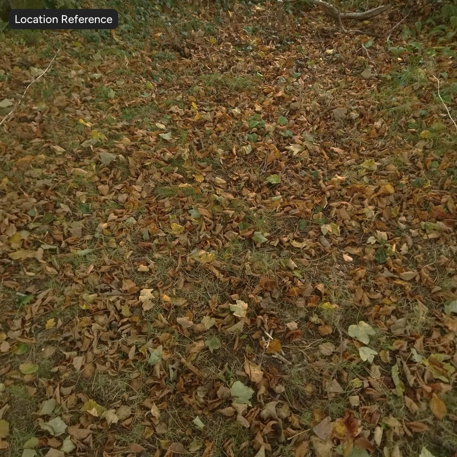 Autumn Leaves on Grass Texture