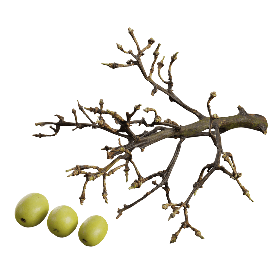 Green Grapes Model