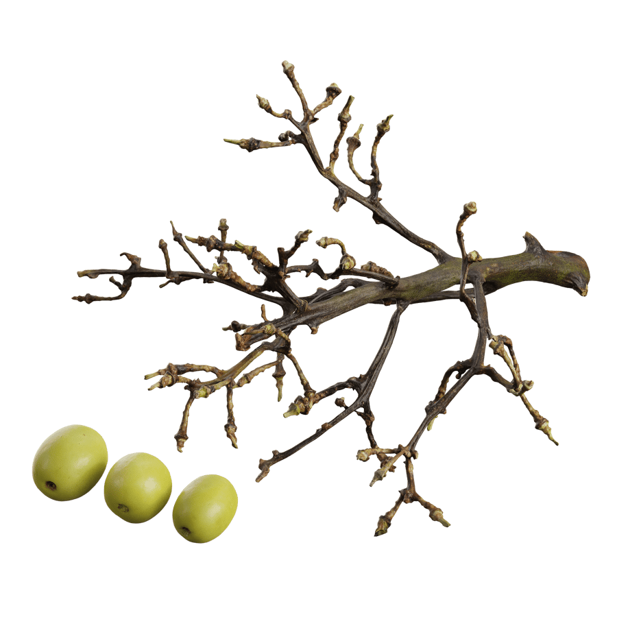 Modelo Green Grapes
