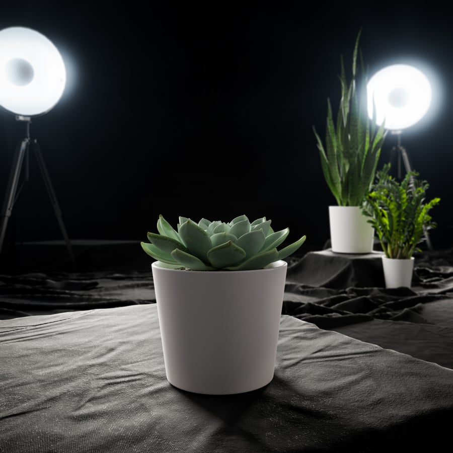 Planta Suculenta Echeveria em Vaso, Verde