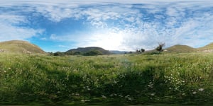 Fields