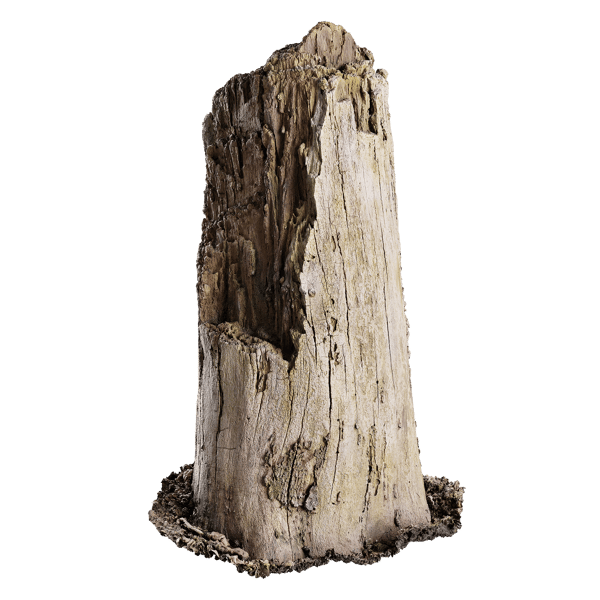 Medium Broken Decaying Bare Stump Model
