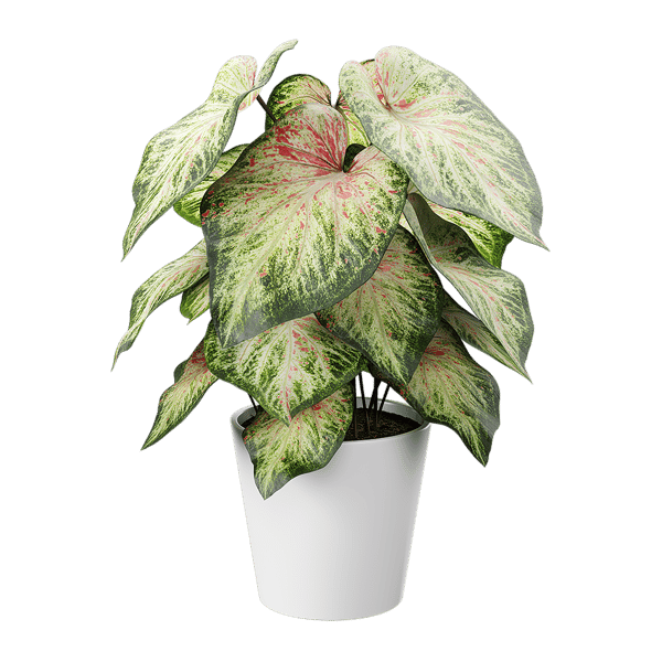 Modello di pianta in vaso di caladium, verde chiaro