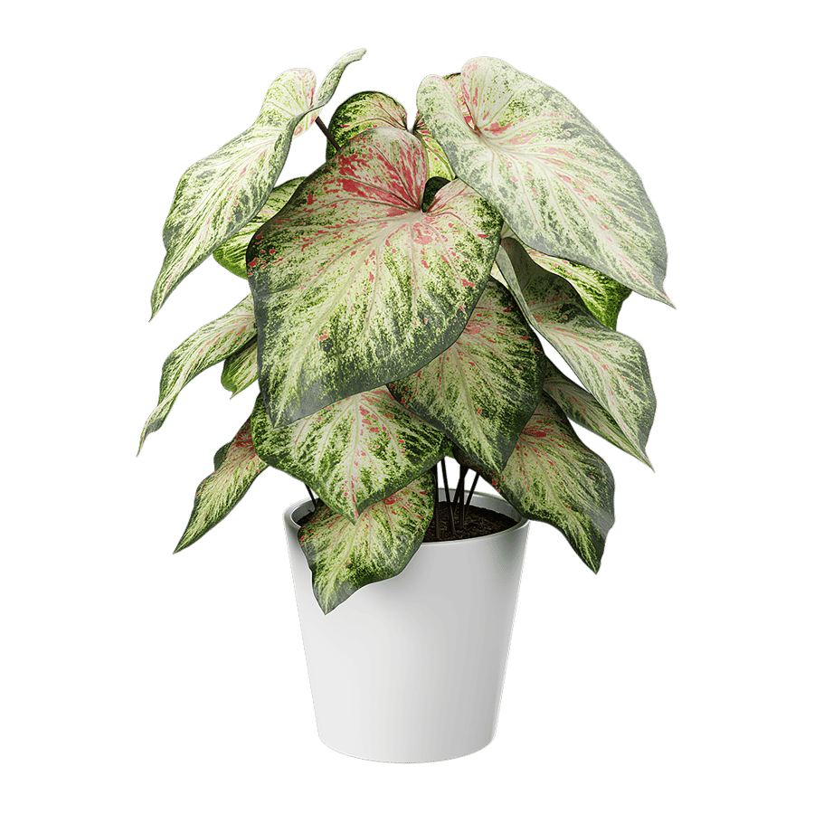 Caladium Potted Plant Model, Pale Green