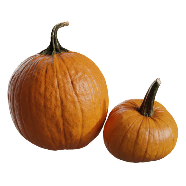 Long Stem Pumpkin Models Collection