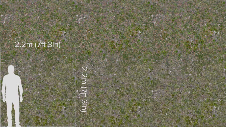 Agulhas de pinheiro em textura de floresta musgosa