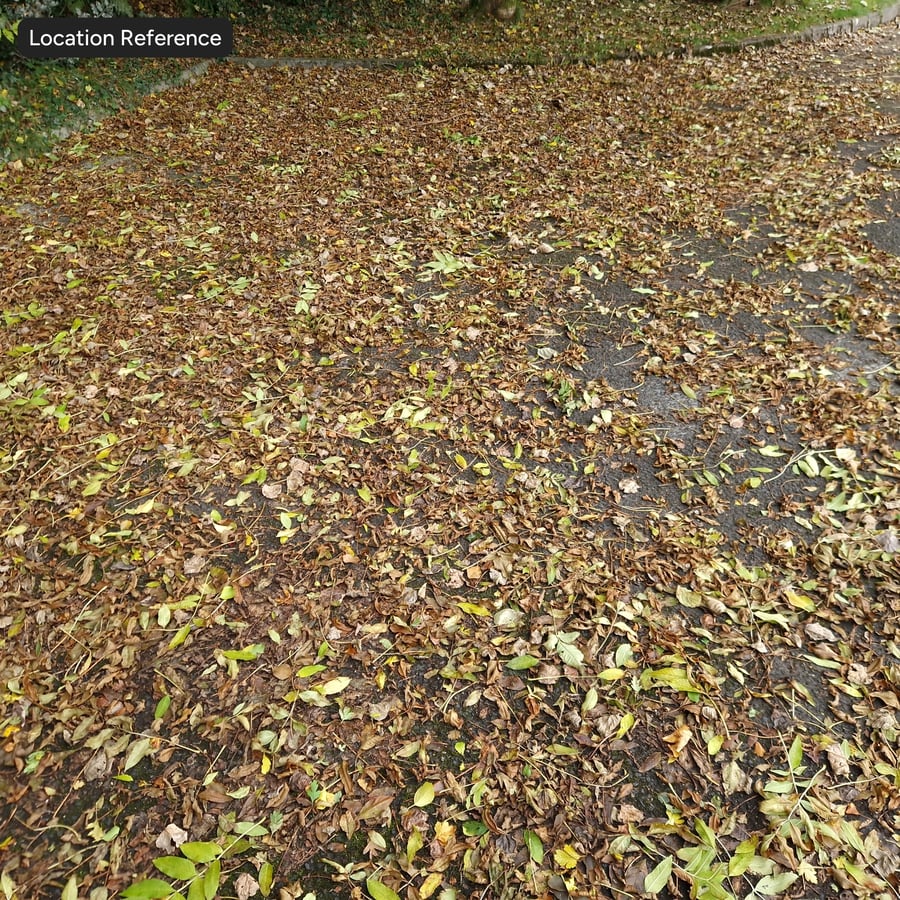 Feuilles entièrement recouvertes sur texture de sol asphalté