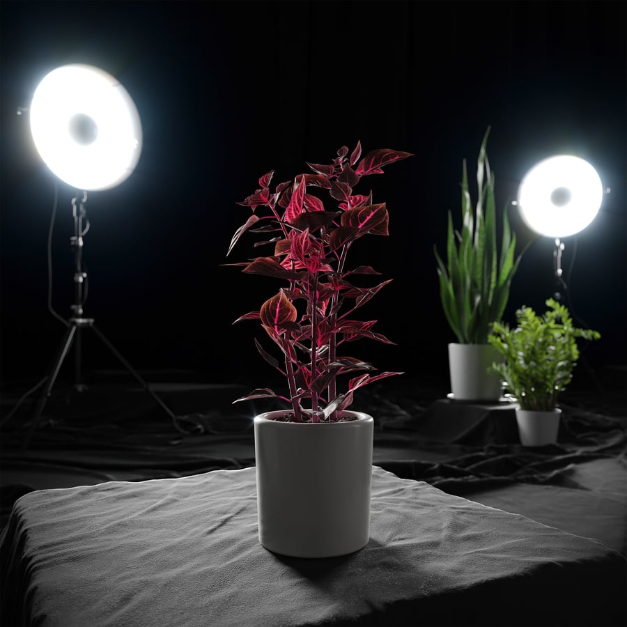Modelo de planta Bloodleaf