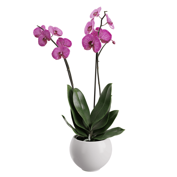Modello di pianta di orchidea, viola